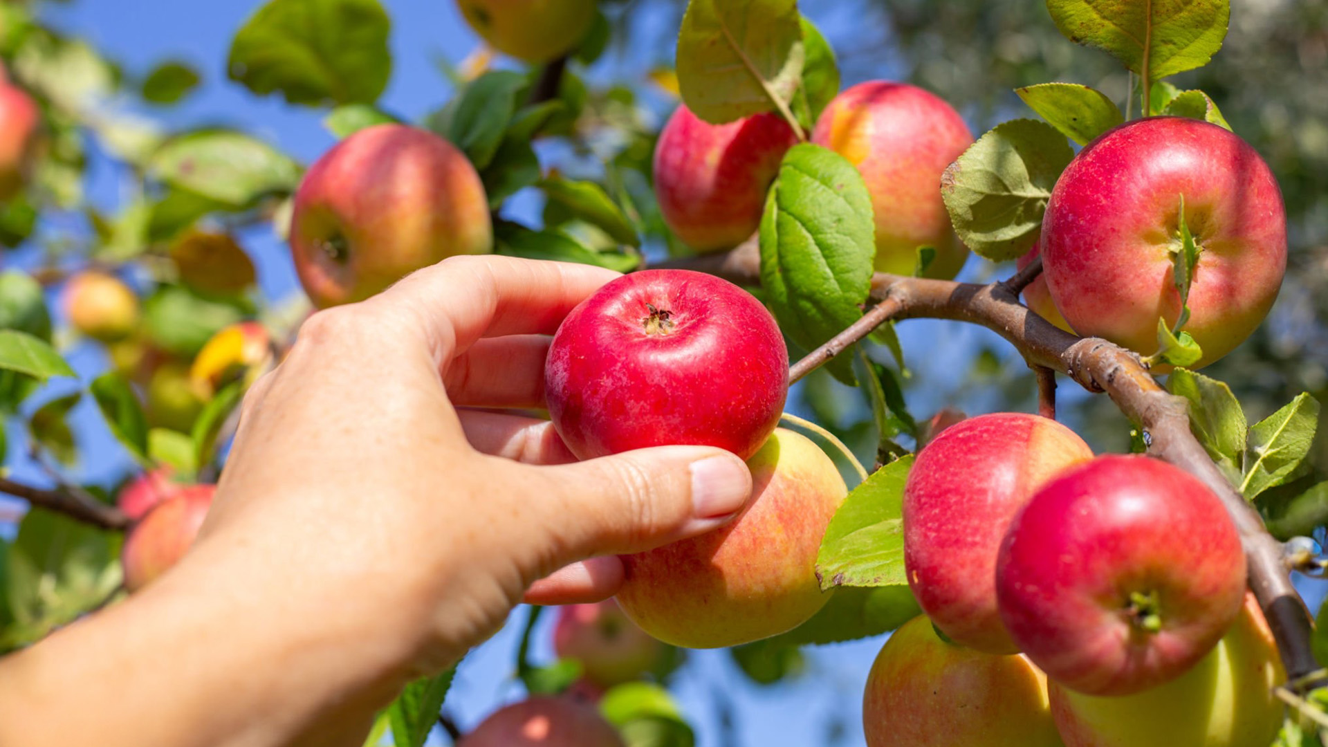  Il Marketing è come l'Agricoltura: Pianifica, Semina e Raccogli